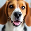 Photo of a Beagle dog, Daisy