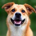 Photo of a cheerful mixed breed dog, Buddy