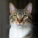 Photo of a domestic short-haired cat, Whiskers
