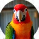 Photo of a colorful parrot, Rio