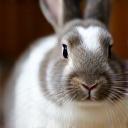 Photo of a rabbit, Patches