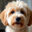 Photo of a Cavoodle dog, Buster